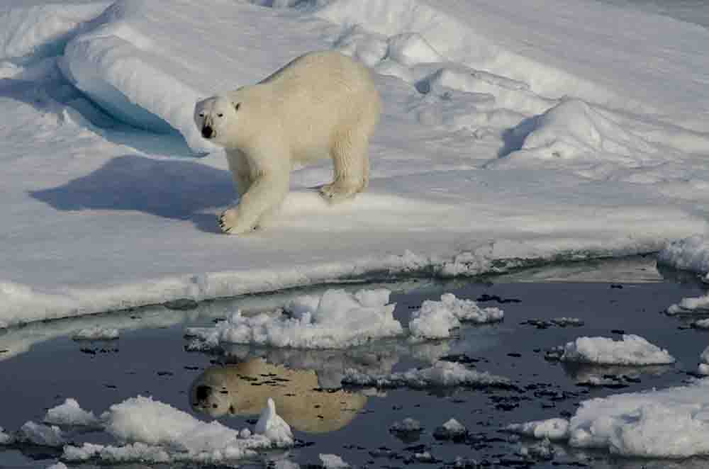 Oso Polar - islas Svalbard - Noruega 21.jpg